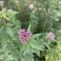 フジバカマ,フジバカマ,大文字草,イヌダテ,ご近所の画像