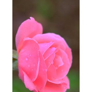 バラ,広い庭の画像