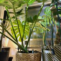 モンステラ,ワイルド,癒しの空間,観葉植物を楽しむ,おうちジャングルの画像