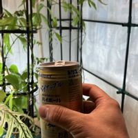 ヒスイカズラ,鉢植え,カット苗,室内栽培,ヒスイカズラ属の画像