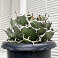 アガベ,白鯨の画像
