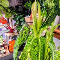 ディフェンバキア,ディフェンバキア・リフレクター,観葉植物,つぼみ,開花中の画像