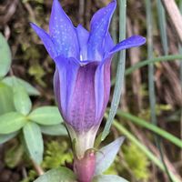 ツルニンジン,ヤブラン,リンドウ,山野草,多年草の画像