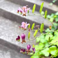 ホトトギス,油点草,野草,ココノ坂からの画像