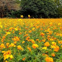 キバナコスモス,秋桜（こすもす）,平和を願う,幸せの黄色いお花,医療関係者に感謝の画像