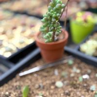 セダム,乙女心,多肉植物の画像