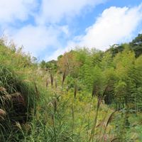 ススキ,ススキ,セイタカアワダチソウ,ミゾソバ,カキの画像