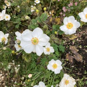 短毛丸（たんげまる）,今日も1日お疲れ様でーす❣️,軒下,仕事場の花達,庭の画像
