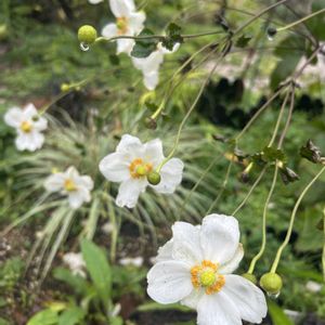 秋明菊  白,ナチュラルガーデン,10月の庭,庭の不思議の画像