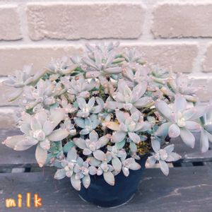 秋麗,多肉植物,葉挿しの画像