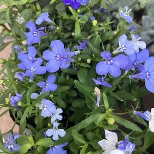 小さな花壇,ガーデニング初心者,小さな庭の画像