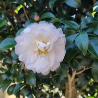 サザンカ,山茶花,散歩コース,GSに感謝。,植物観察の画像