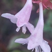 アベリア,アベリア,ピンク,ピンクの花,大好きな花の画像