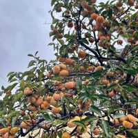 ナンテン,カキ,カキ,しずく,今日のお花の画像