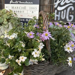 寄せ植え,ギャザリング寄せ植え,ギャザリング,秋植え,ラベンダー鉢植えの画像