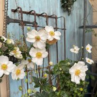 シュウメイギク,ベロニカ,秋明菊の画像