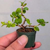 雲龍ツゲ,盆栽,ミニ盆栽,盆栽苗木,まめ盆栽の画像