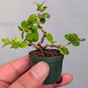 雲龍ツゲ,盆栽,ミニ盆栽,盆栽苗木,まめ盆栽の画像