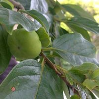 ラッカセイ,カキ,カキ,落花生,落花生の画像