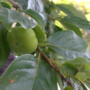 ラッカセイ,カキ,カキ,落花生,落花生の画像