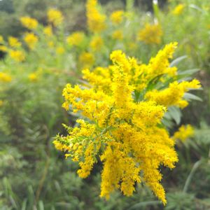 セイタカアワダチソウ,大好き,雑草,山野草,野草の画像