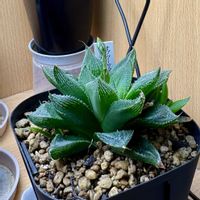 ハオルチア ウエディングベル,ハオルチア属,多肉植物 ハオルチア,部屋,玄関内側の画像
