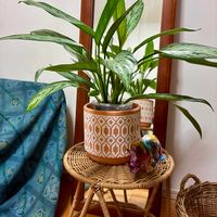 アグラオネマ・シルバークイーン,観葉植物,インテリアの画像
