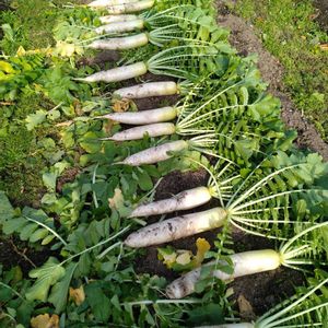 大根,大根,頑張れ千葉,花友さんに感謝,ＧＳの皆様に感謝の画像