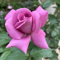 バラ プラムパーフェクト,お花,ばら バラ 薔薇,おうち園芸,庭の画像