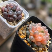 ハオルチア,ハオルチア,多肉植物,観葉植物,ハオルチア属の画像