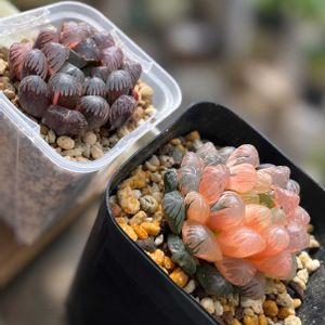 ハオルチア,ハオルチア,多肉植物,観葉植物,ハオルチア属の画像