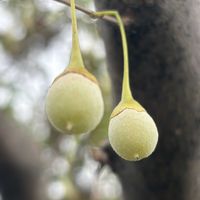 エゴノキ,野鳥（ヤマガラ）,癒し,花のある暮らし,ノンビリの画像