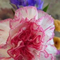 カーネーション,マリーゴールド,公園,仏花,マンションの花壇の画像
