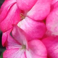 ゼラニウム,ピンク,ピンクの花,大好きな花,シルエット❤︎の画像