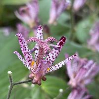 ホトトギス,ガーデニング,山野草,秋の花,お花が好きの画像