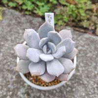 ティラミス,多肉植物,エケベリア属,お一人様,いとうぐりーん産の画像