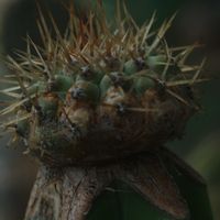 ハオルチア,多肉植物,観葉植物,塊根植物,サボテン科の画像