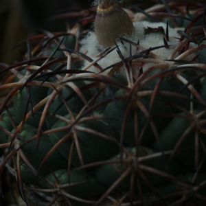 ハオルチア,多肉植物,観葉植物,塊根植物,サボテン科の画像