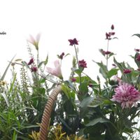 カクテルマム,アルテルナンテラ ポリゲンス,トルコギキョウ,寄せ植え,ガーデニングの画像