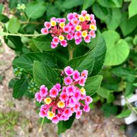 ランタナ,花のある暮らし,緑のある暮らし,iPhone撮影,世界平和の画像