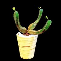 ユーフォルビア ヤンセンビレンシス,ユーフォルビア,塊根植物,コーデックス,ビザールプランツの画像