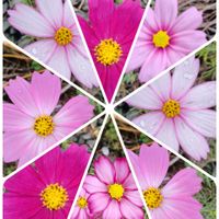 アザレア,コスモス,庭の画像