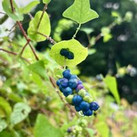 コキア,イシミカワの実,イシミカワ,道端の花,❁⃘野花の画像