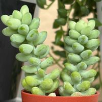 グリーンネックレス,新玉つづり（ビアホップ）,ビア ホップ,多肉植物,挿し芽の画像