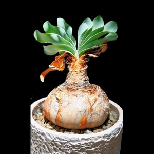 ブーファン・ハエマンソイデス,球根植物,南アフリカ原産,珍奇植物,ビザールプランツの画像