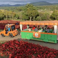 ベゴニア,ケブカルイラソウ,オオイナタビ,温室,るるパークの画像