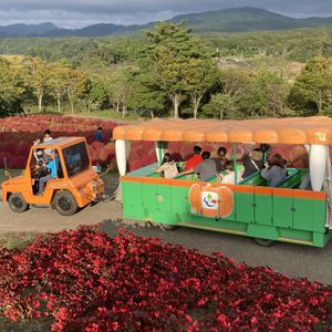 ベゴニア,ケブカルイラソウ,オオイナタビ,温室,るるパークの画像