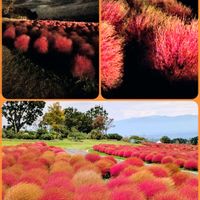 コキア,花のある暮らし,植物好き,自然の不思議,くじゅう花公園の画像