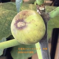 イチジク,いちじく,室内栽培,鉢栽培,2年生の画像