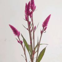 ケイトウ,ケイトウ セロシア,ケイトウ　ローズベリーパフェ,一人一花,一人一花運動@福岡市の画像